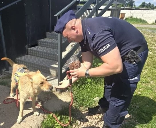 Kłodzko. Przypalał psa papierosami i zadawał mu cierpienie [zdjęcia]