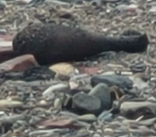 Kłodzko. Znaleziono niewybuch z okresu II wojny światowej