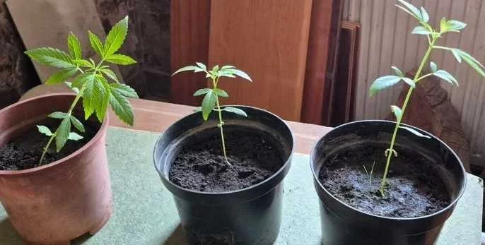 Nowa Ruda. 40 - latek zatrzymany za posiadanie narkotyków i plantację konopi [zdjęcie]