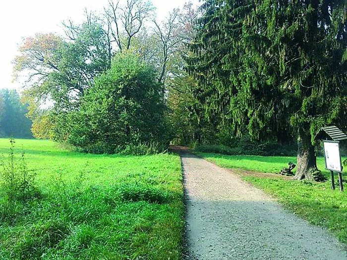 Współtwórz "Zanocuj w lesie"