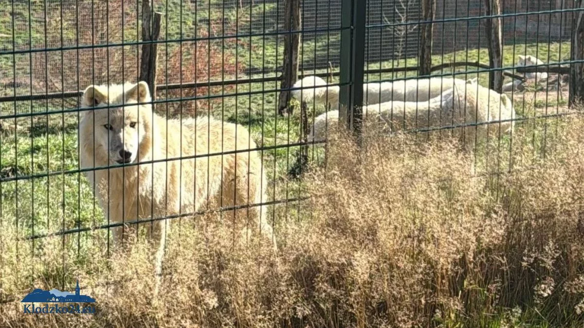 ZOO Łączna. Prokuratura nie wyklucza powrotu wywiezionych zwierząt do Polski