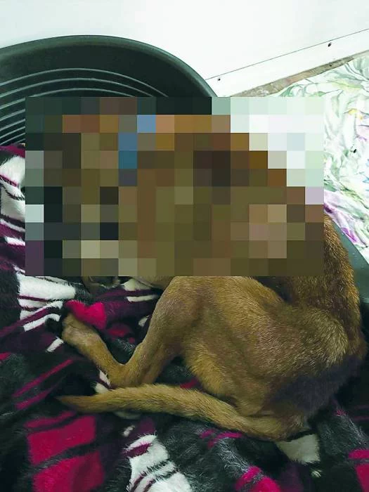 Straż Miejska przyczyniła się do gehenny zwierzęcia?