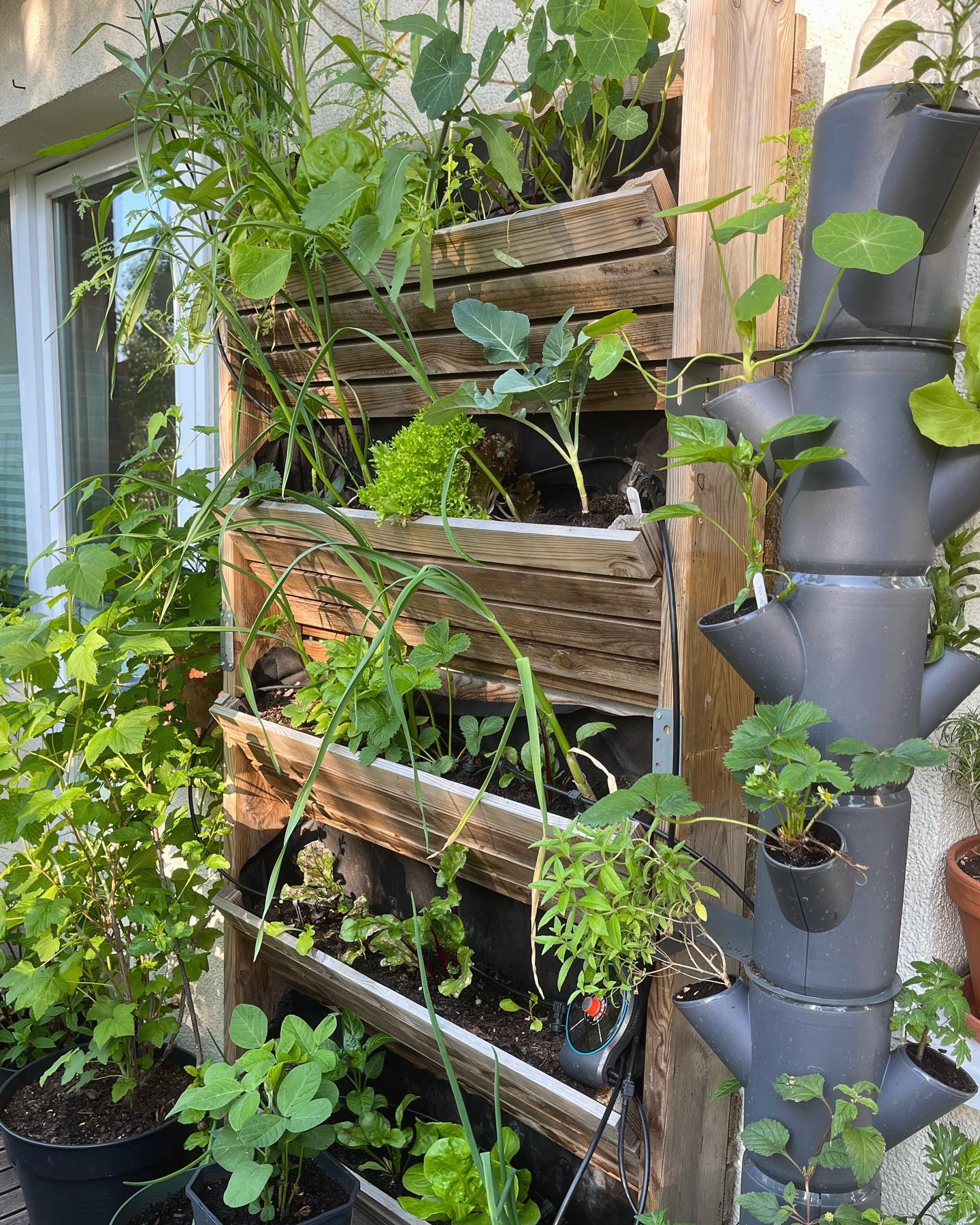 Dein grünes Paradies auf kleinem Raum: So gelingt der vertikale Garten auf Balkon & Terrasse