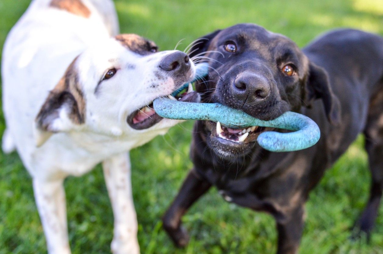 Two dogs playing together with a chew toy.