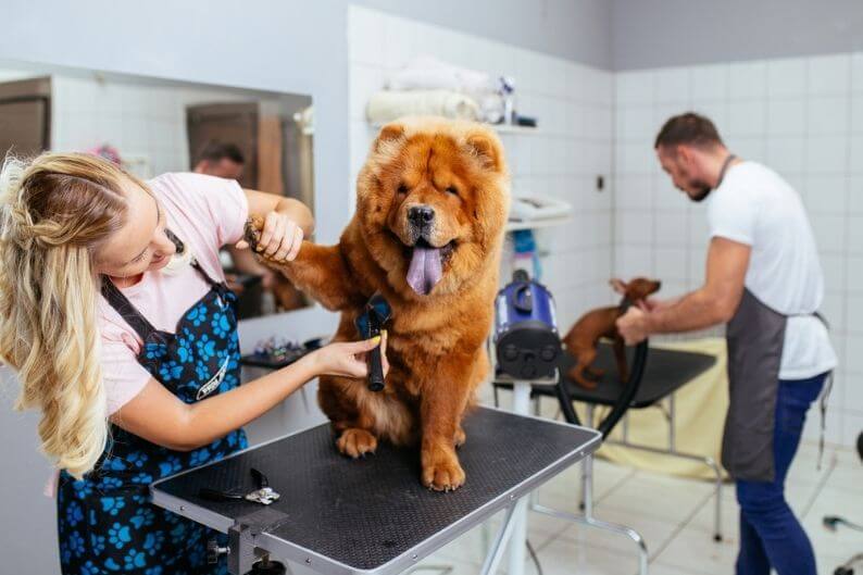 Employees practice cutting pets’ hair after pursuing a dog grooming career.