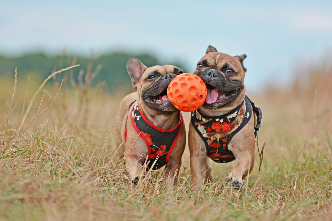 two dogs play together with a ball