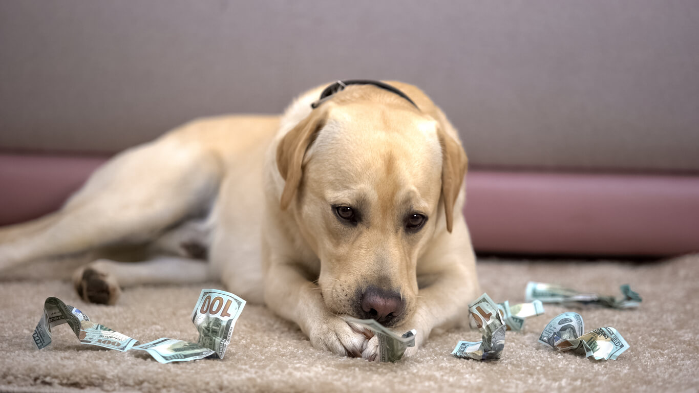 A dog sitting on the ground surrounded by money