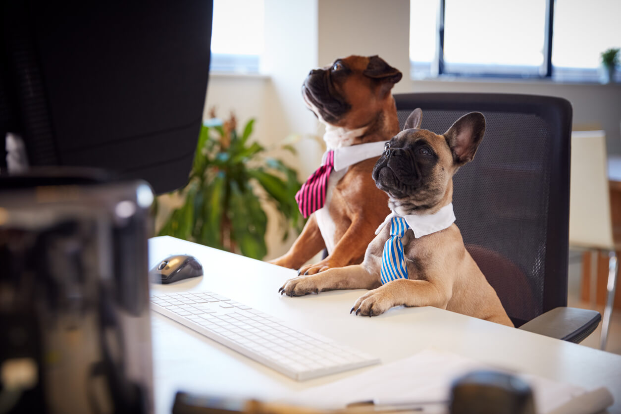 French bulldogs puppies wearing ties.