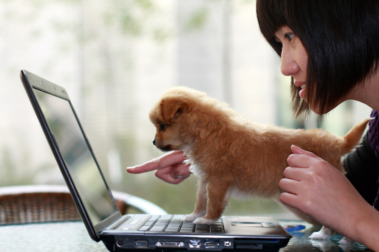 A puppy stares at a laptop screen