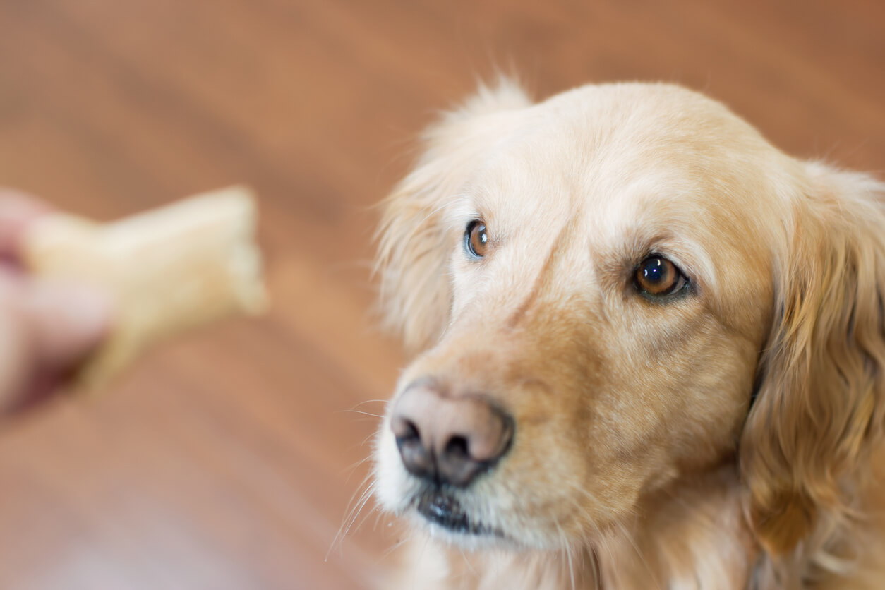 A golden retriever waits patiently for a treat.