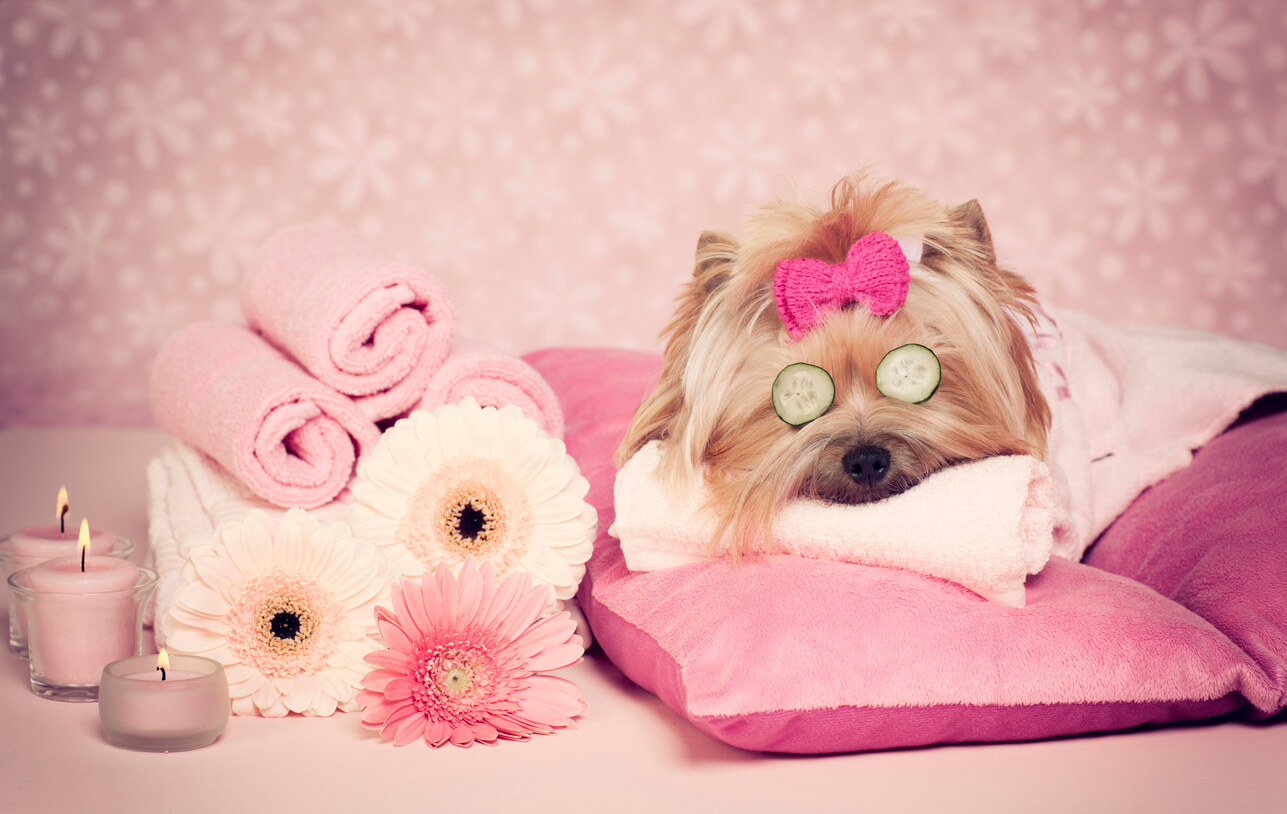 a dog gets pampered, surrounded by pink pillows and blankets