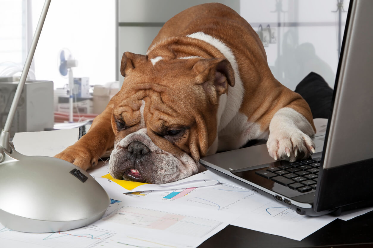 A bull dog rests his head on a desk with a laptop and several papers