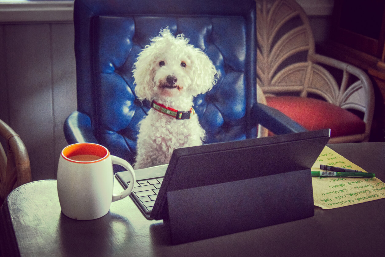 dog sitting at a desk