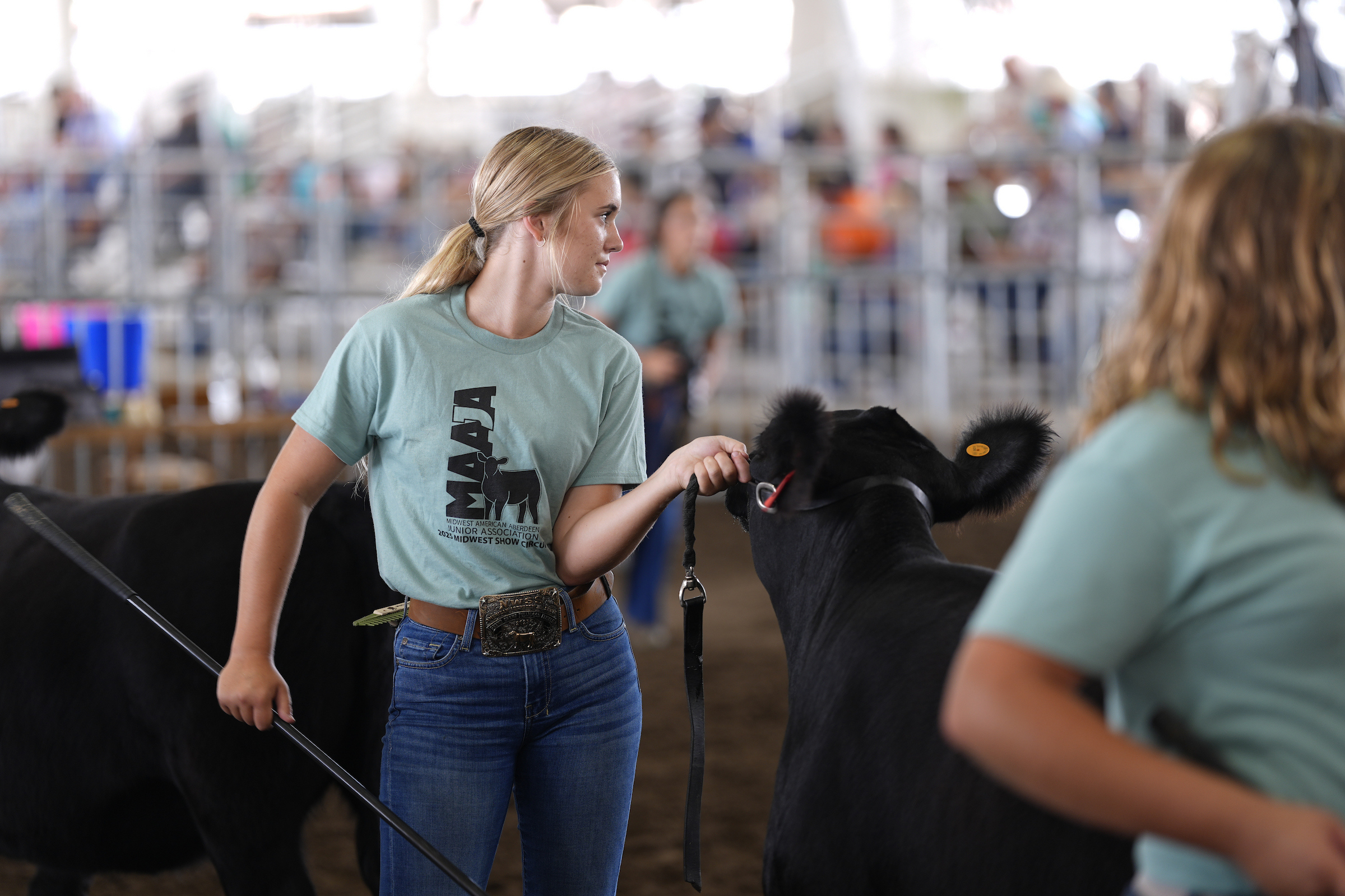 Open class beef show