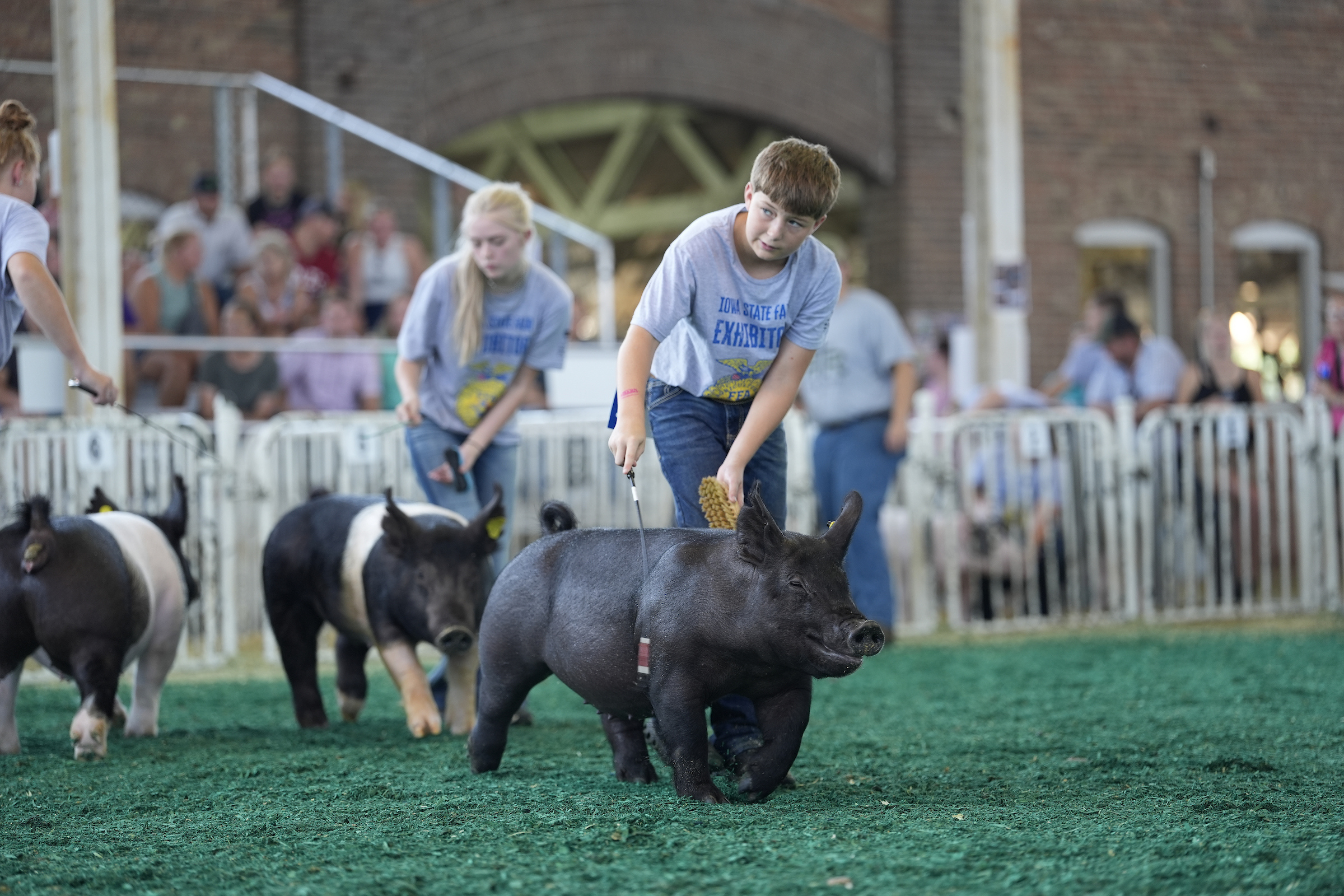 FFA swine show exhibitors
