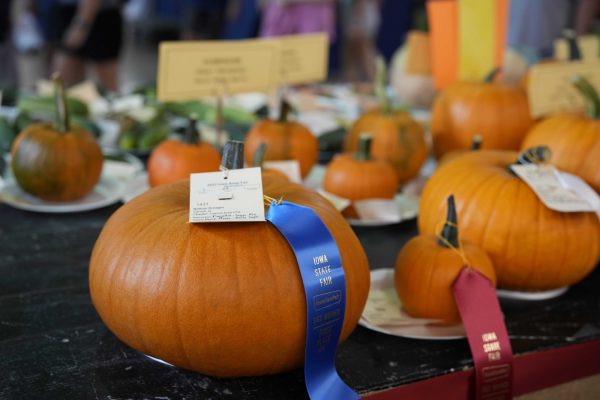 Pumpkin judging