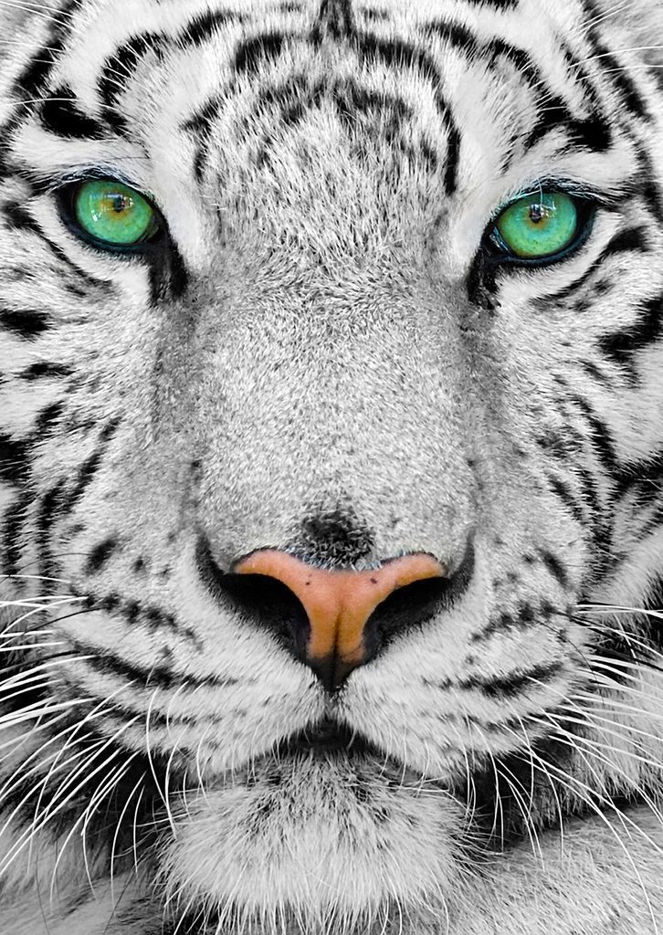 Extreme close-up of a white tiger face with striking, vivid green eyes.
