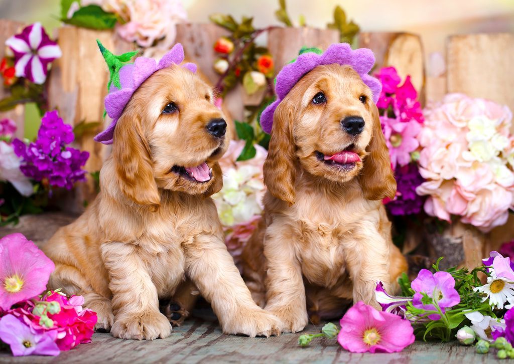 Two golden retriever puppies wearing purple and green felt hats sitting in a flower garden.