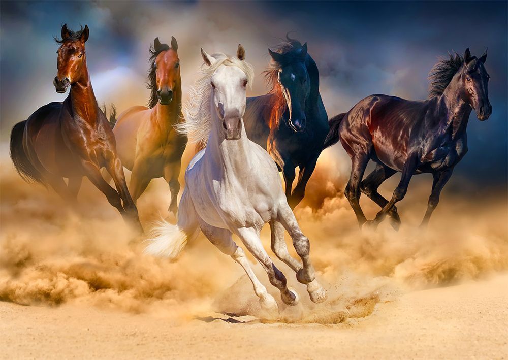 Five horses of different colors galloping through a dust cloud