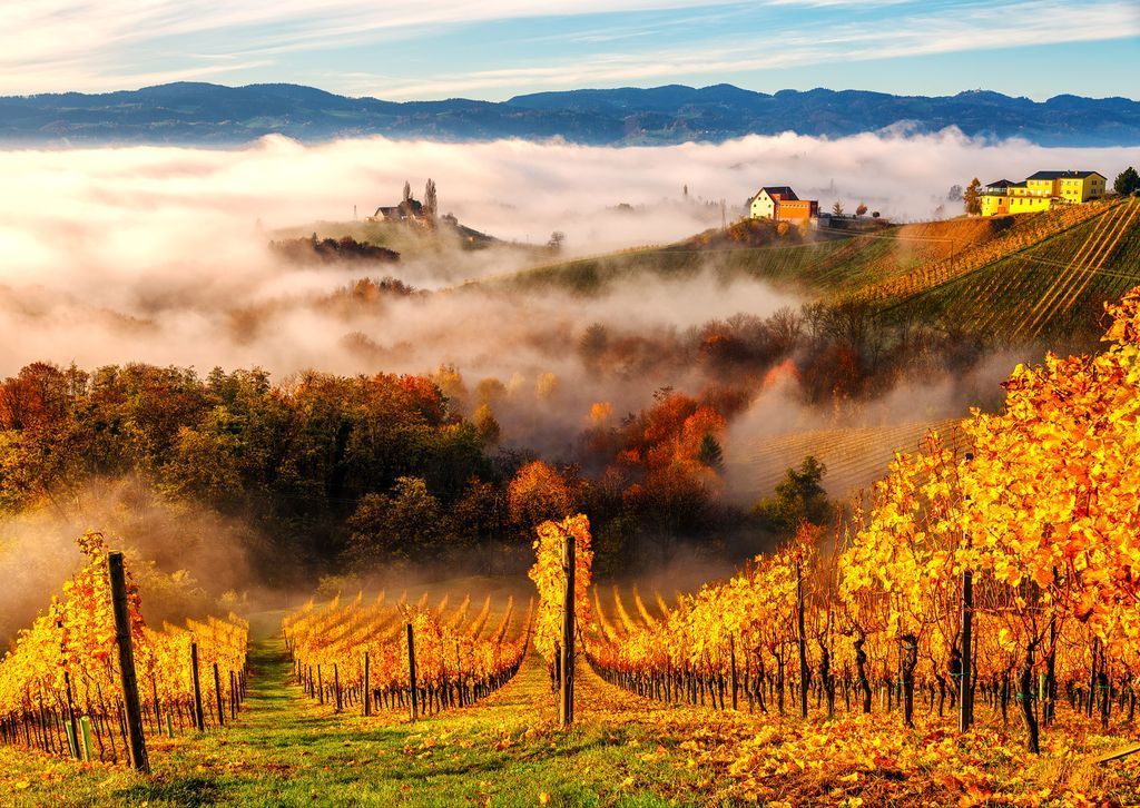 Vineyard in autumn foliage with morning mist rolling over rolling hills and distant mountains under a blue sky.