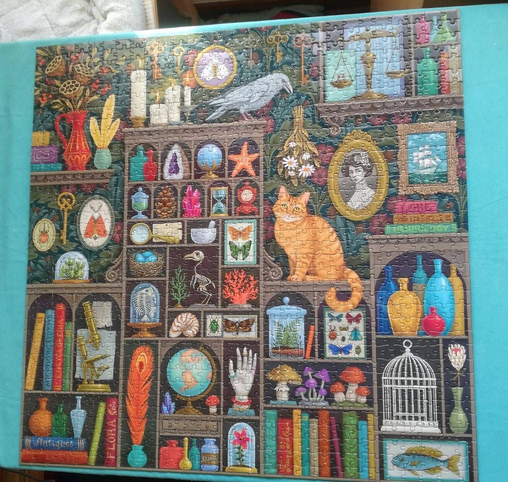 An illustrated curio cabinet filled with shelves of natural history objects, crystals, books, and a ginger cat.