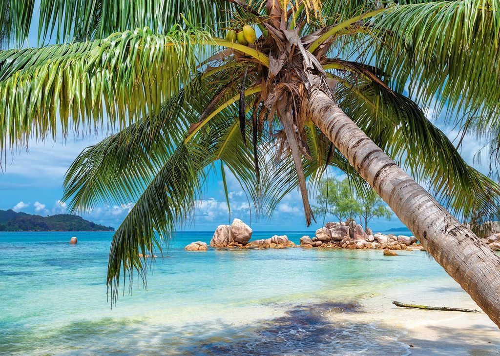 A palm tree leaning over a tropical beach with turquoise water and smooth granite rocks