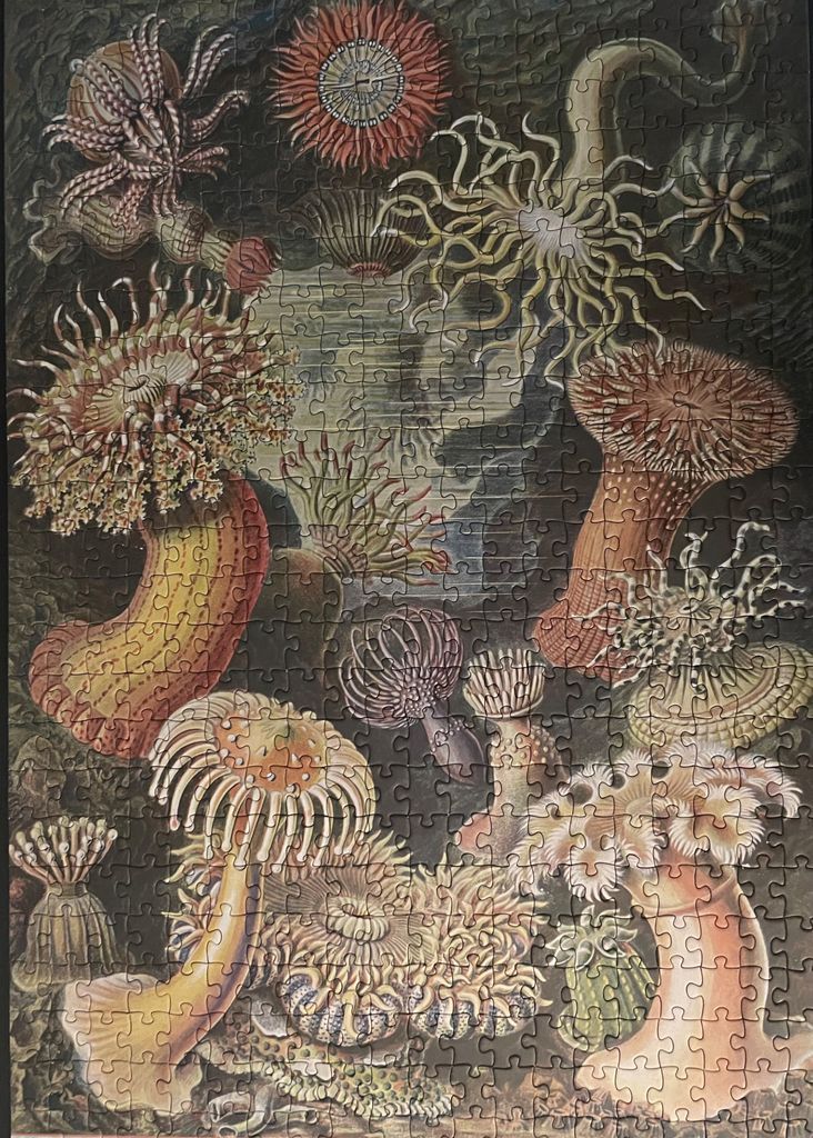 A vintage botanical-style illustration of various colorful sea anemones against a dark, moody background.