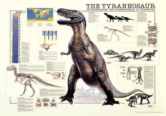 A scientific illustration of a Tyrannosaurus rex surrounded by fossil data, skeletons, and charts.
