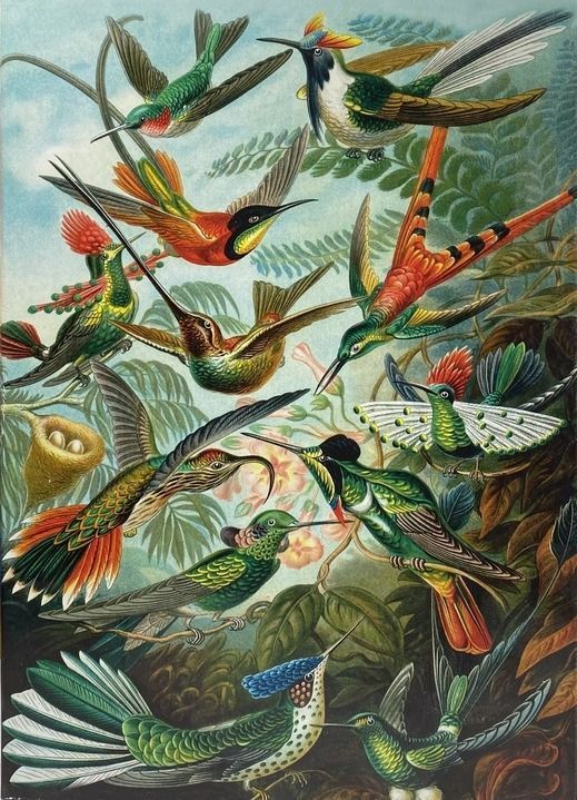 A detailed 19th-century-style botanical illustration of numerous hummingbirds of varying species in flight and perched.
