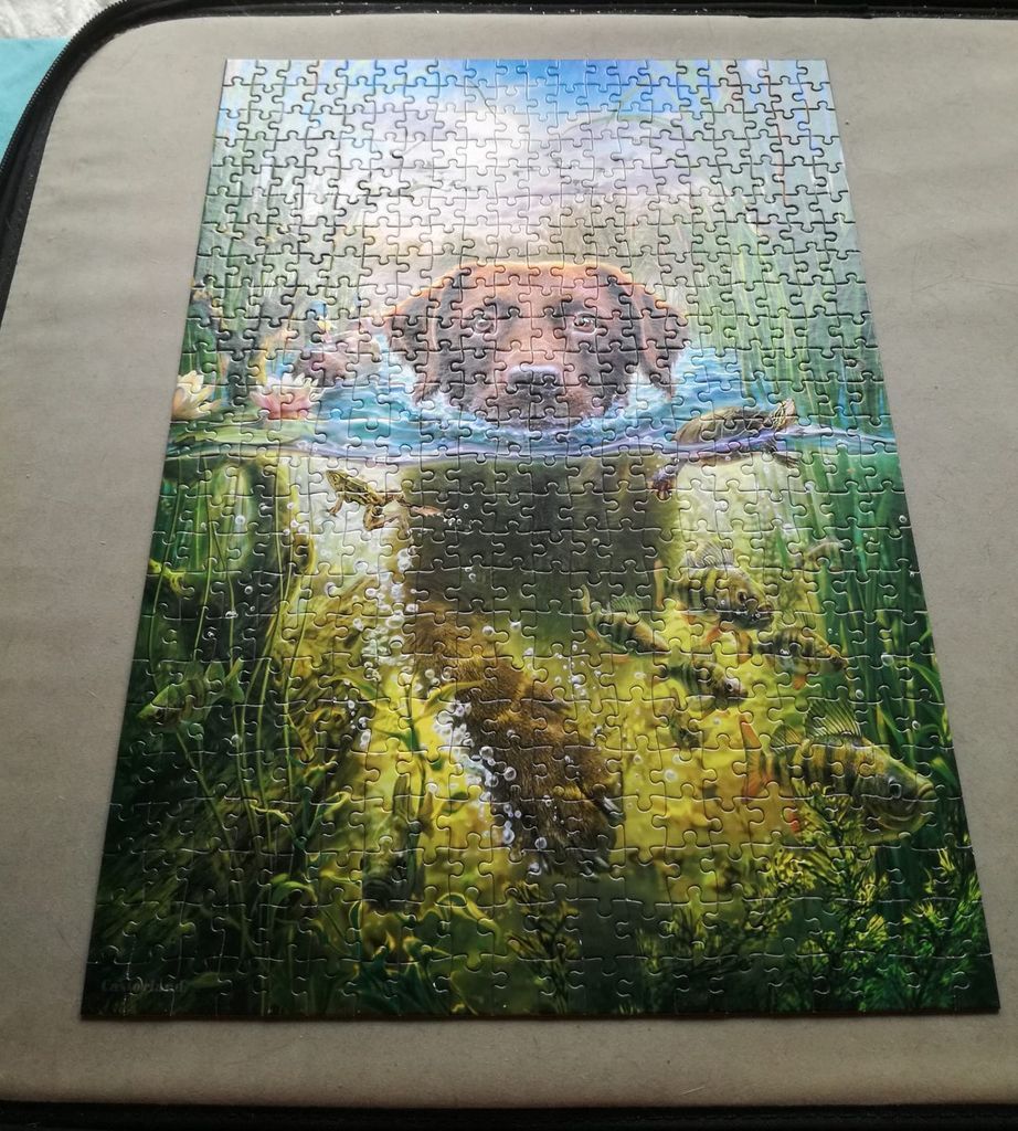 A brown Labrador retriever swims in a pond, seen from above and below the waterline with fish and aquatic plants.