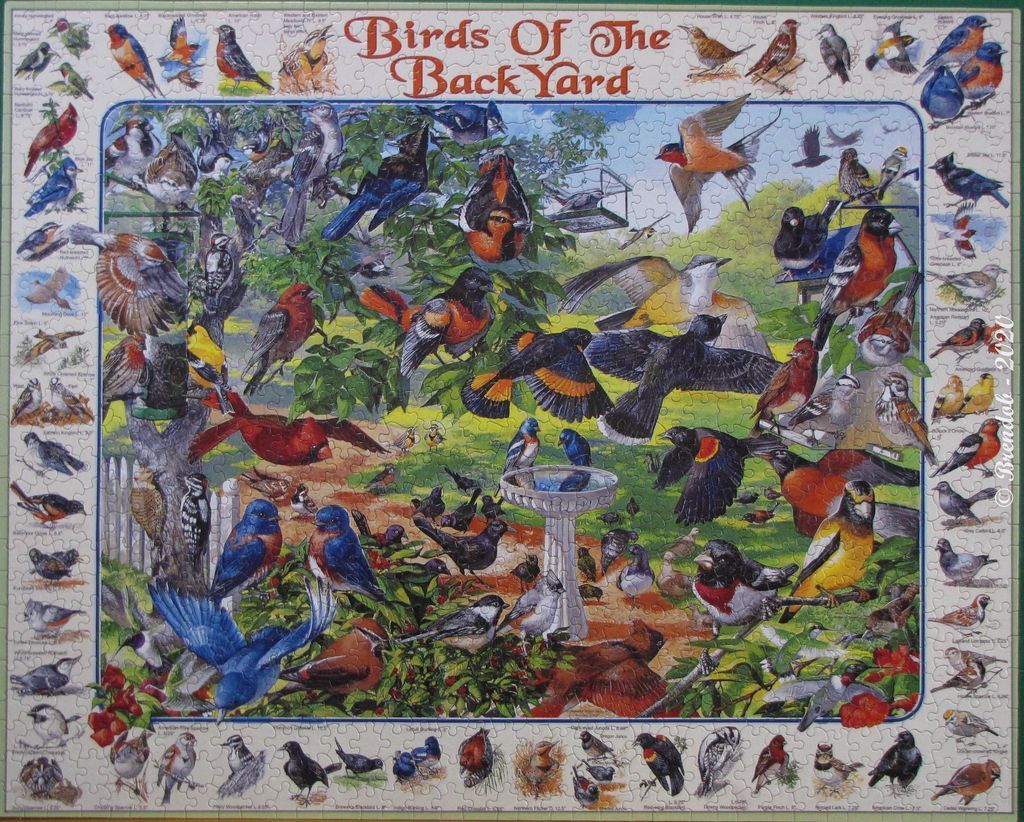 A detailed illustration of diverse backyard birds gathered in a garden setting, labeled 'Birds of the Back Yard'.