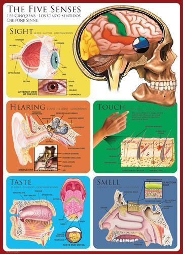 Educational diagram illustrating the human anatomy of the five senses with detailed labeled cross-sections.