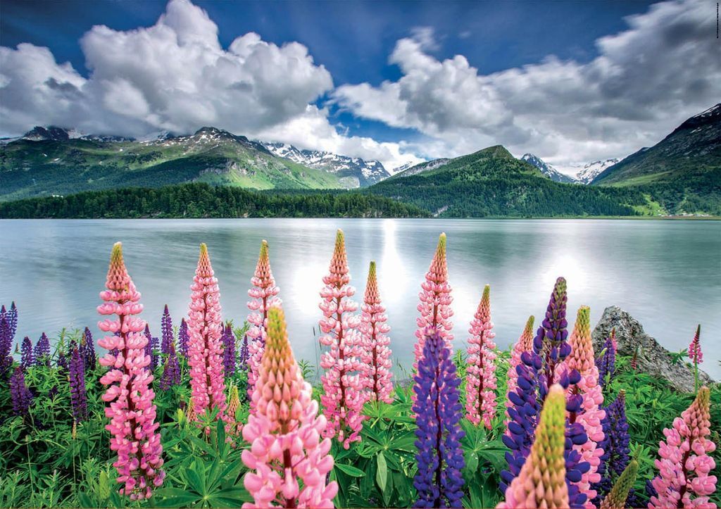 A lush field of purple and pink lupine flowers set against a serene lake and snow-capped mountain range under a cloudy sky.