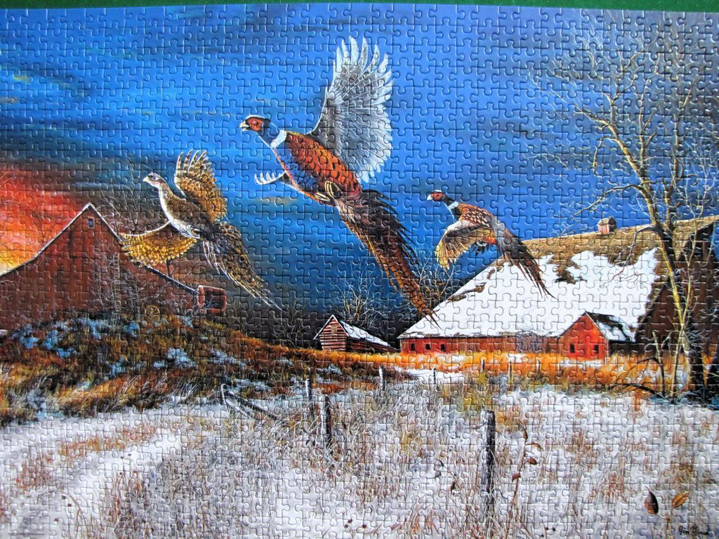 Three pheasants in flight over a snow-covered farm at sunset.