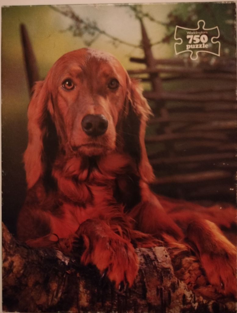Portrait of an Irish Setter dog resting on a rustic log in a soft-focus forest setting.