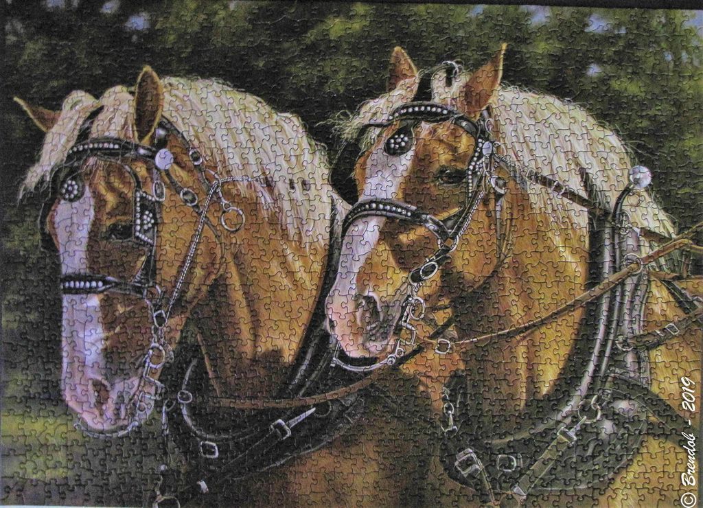 Two golden palomino draft horses in ornate harnesses side-by-side against a dark wooded background.