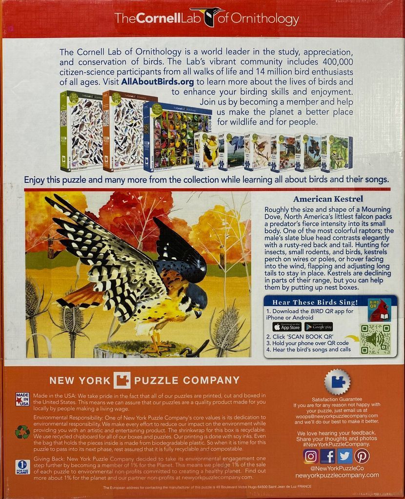American Kestrel
