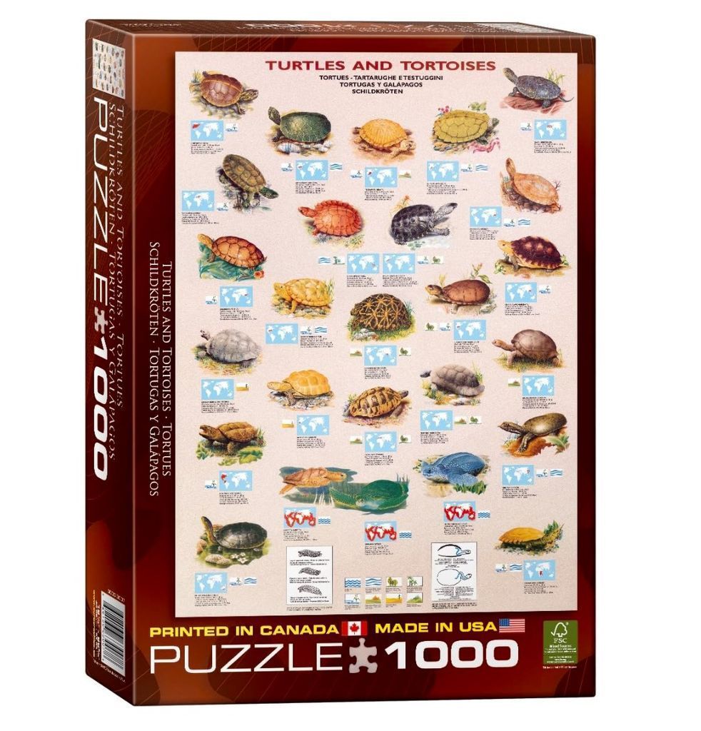 Educational poster illustration featuring a variety of different turtle and tortoise species arranged on a beige background