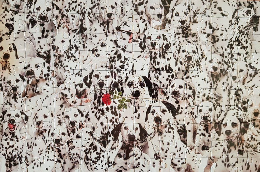 A dense collage of many Dalmatian dogs, with one holding a red rose in its mouth.