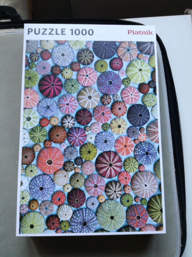 A dense collection of colorful sea urchin shells in shades of green, pink, purple, and brown.