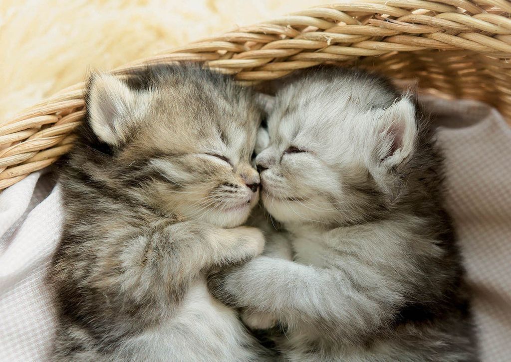Two tiny, fluffy tabby kittens snuggled together, sleeping nose-to-nose in a woven basket.
