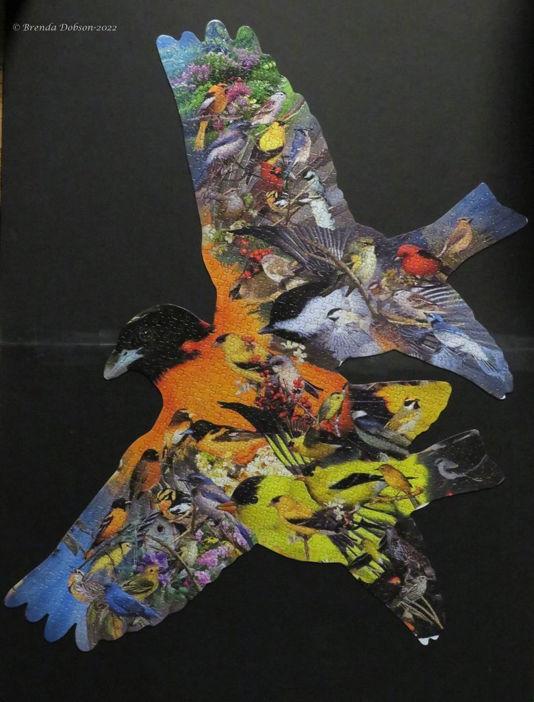 A collage of various bird species arranged into the silhouette of a large flying bird against a black background.