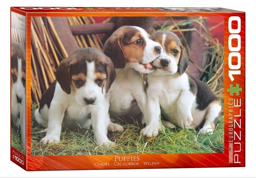 Three beagle puppies sitting together in the grass