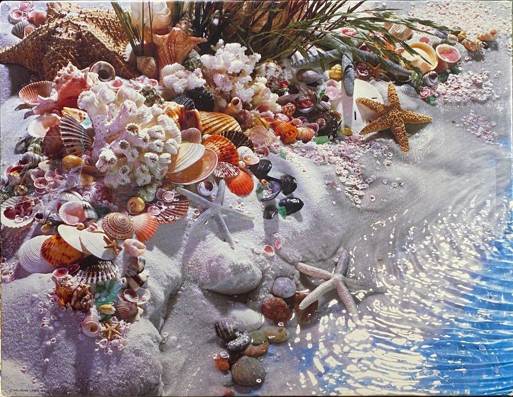 A lush collection of seashells, starfish, and coral resting on white sand at the water's edge.
