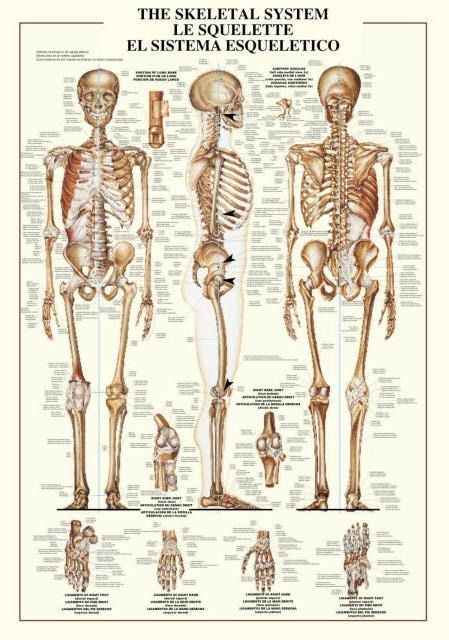 Anatomical chart showing three views of the human skeleton and various bone details with trilingual labels.