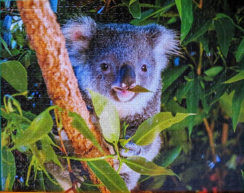 A close-up photograph of a koala clutching a tree trunk while eating a eucalyptus leaf surrounded by green foliage.