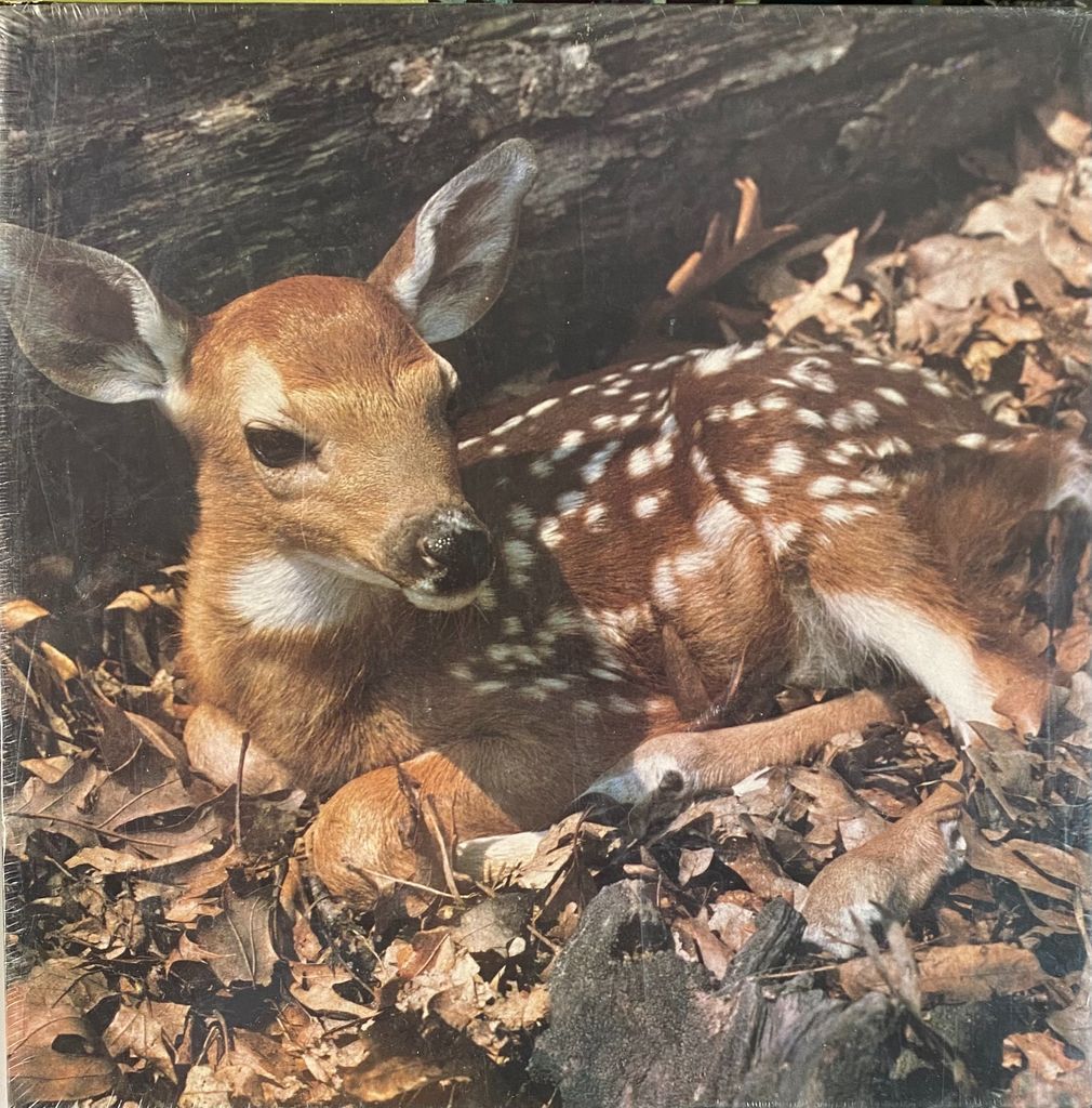 A spotted fawn resting on a bed of dry autumn leaves.