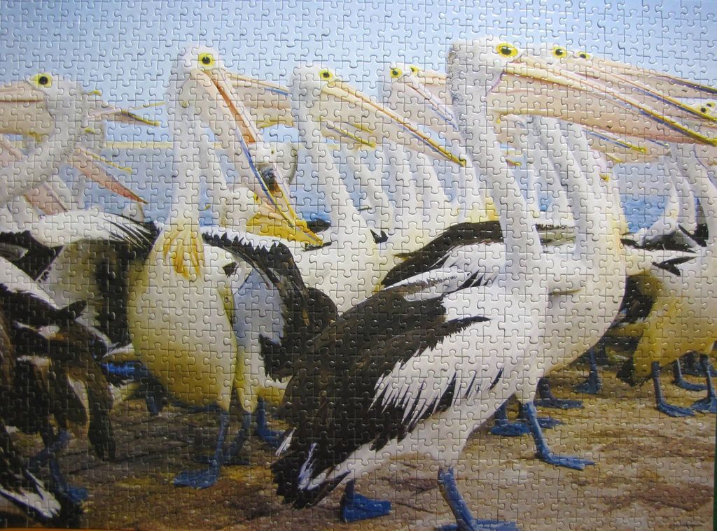 A flock of Australian pelicans with long pinkish-yellow beaks standing close together against a blue sky.