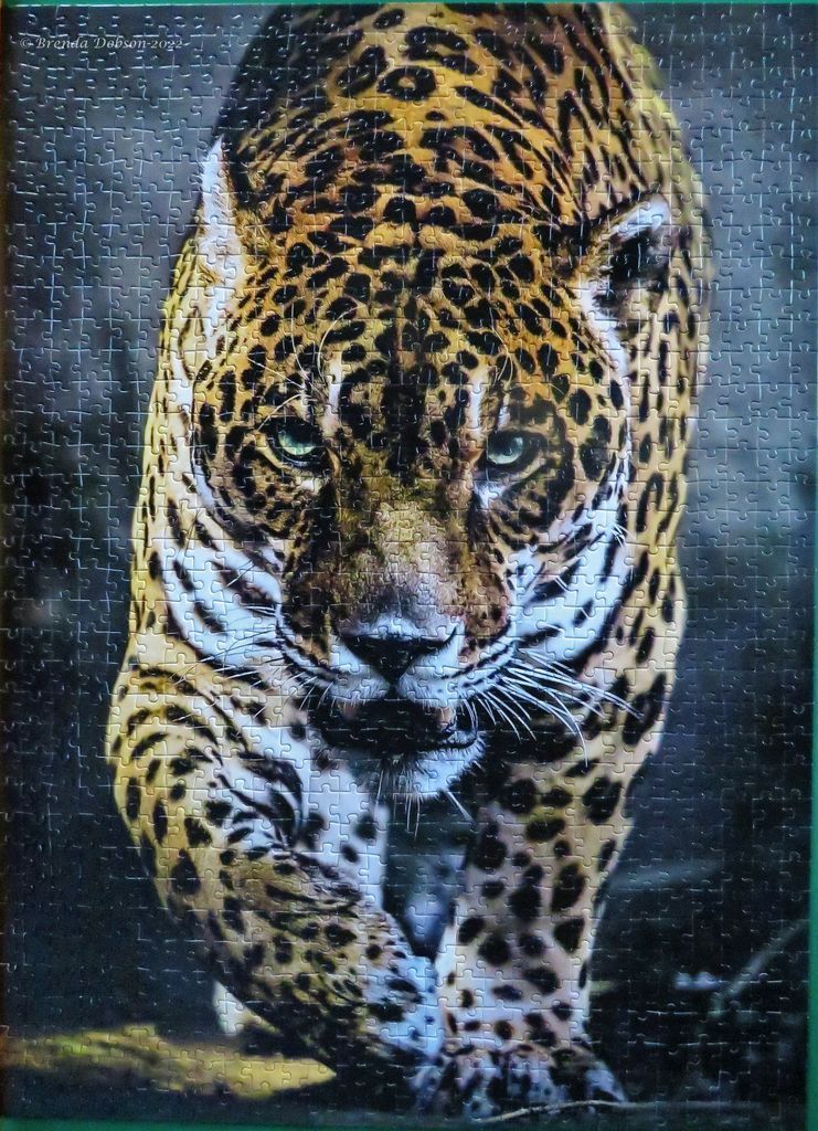 A close-up portrait of a leopard walking directly toward the viewer against a dark, blurred background.