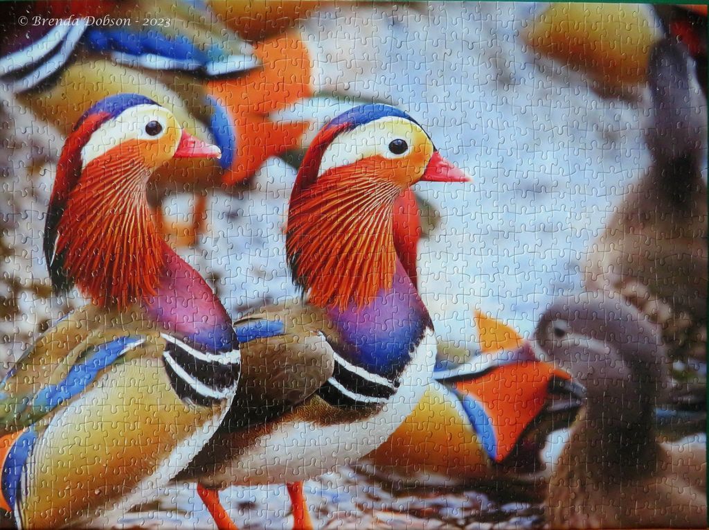 Two vibrant male Mandarin ducks standing on a gravelly shore, with other ducks blurred in the background.